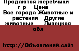 Продаются жеребчики 14,15 16 г.р  › Цена ­ 177 000 - Все города Животные и растения » Другие животные   . Липецкая обл.